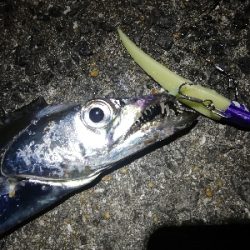 タチウオ乱舞な夜。