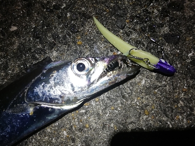 タチウオ乱舞な夜。