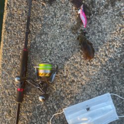 今年初エギング