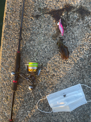 今年初エギング