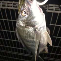 久しぶりのキビレ