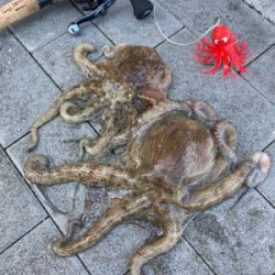 蛸はやっぱり居なくもない感じ。2杯。。