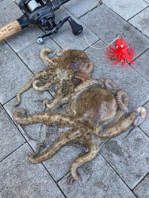 蛸はやっぱり居なくもない感じ。2杯。。