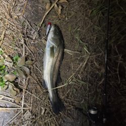 新河岸川　シーバス