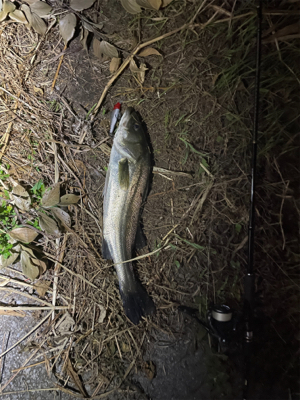 新河岸川　シーバス