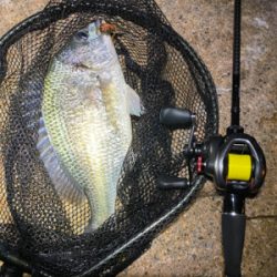 最河口でハマチが乱舞