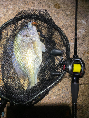 最河口でハマチが乱舞