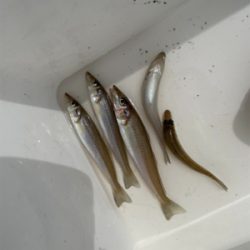 ちょい投げキス釣り