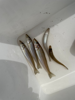 ちょい投げキス釣り