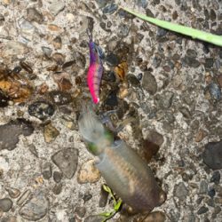 エギングとライトロック