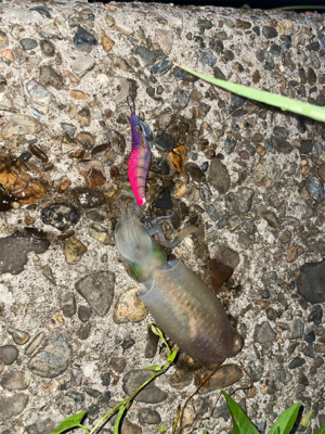 エギングとライトロック