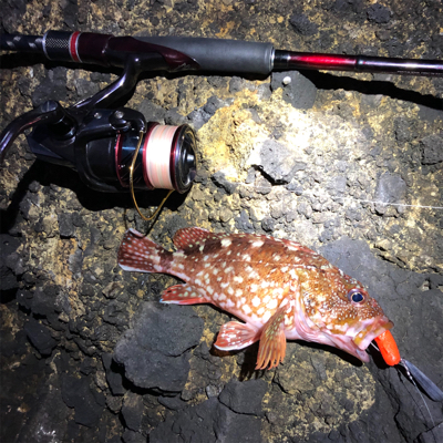 佐渡ヶ島 ハタゲーム&アオリ新子調査