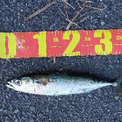 真っ昼間にも回遊有り