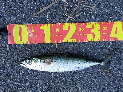 真っ昼間にも回遊有り