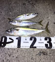 アジ、太刀魚つりにいっきました!