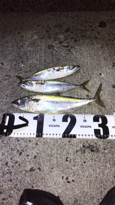 アジ、太刀魚つりにいっきました！