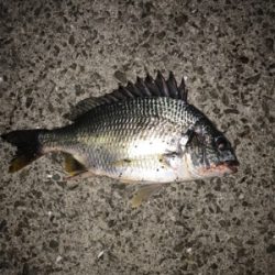 久しぶりのガシラ