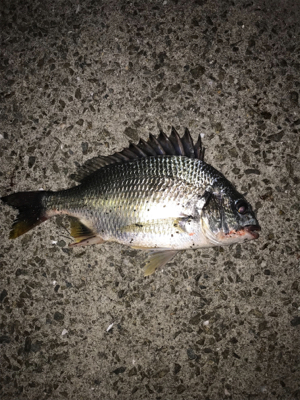 久しぶりのガシラ