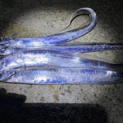 太刀魚入れ食い事件