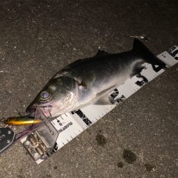 シーバス釣果