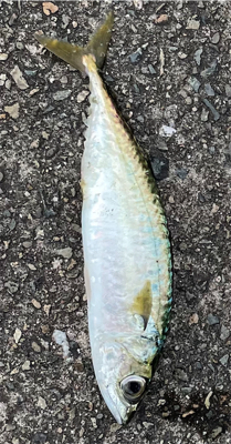 ひと回り成長した鯖くん