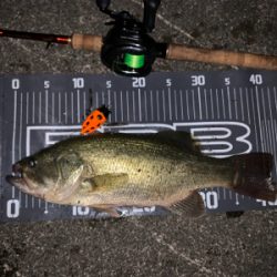 久々にバス釣りへ。今年初バス確保。