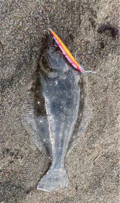 タイドランナー21g サーフヒラメ　道南津…