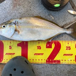 青物は少し渋め、太刀魚は盛況