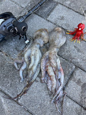 無限小鯖たまに中鯖継続中。蛸は居なくもない…