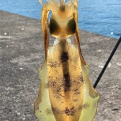 泉南秋イカスタート！！かもね