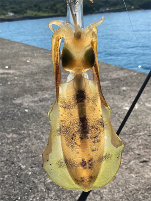 泉南秋イカスタート！！かもね