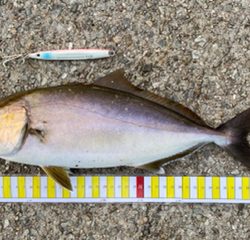 初めてのシオ君