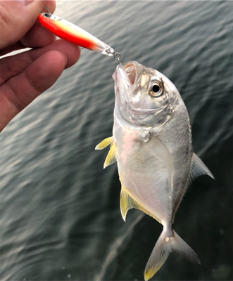 三浦半島メッキ開幕！