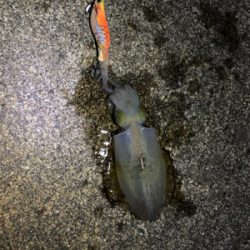 仕事帰りエギング