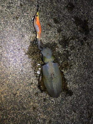 仕事帰りエギング