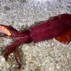 ライトエギングでケンサキイカ