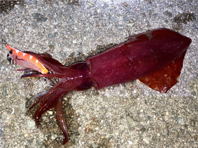 ライトエギングでケンサキイカ