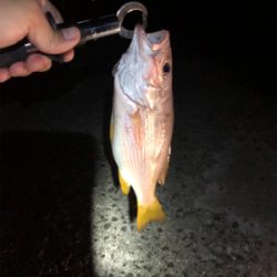 久しぶりの県南