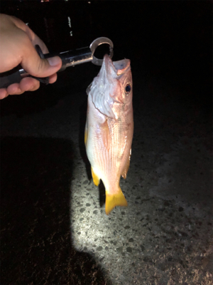 久しぶりの県南