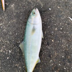 F5太刀魚にツバス