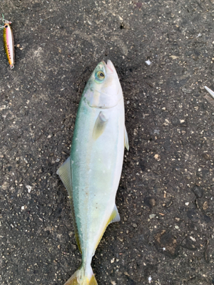 F5太刀魚にツバス