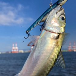 中鯖多くなり鯖無限。鯖祭りまくりw