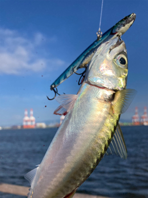 中鯖多くなり鯖無限。鯖祭りまくりw