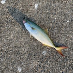 久しぶりの新波止