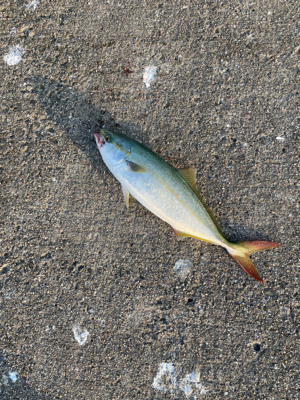 久しぶりの新波止