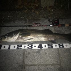 シーバス７９cm