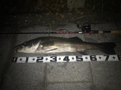 シーバス７９cm