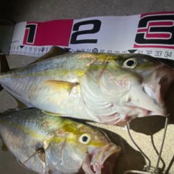 爆釣！まさかの青物