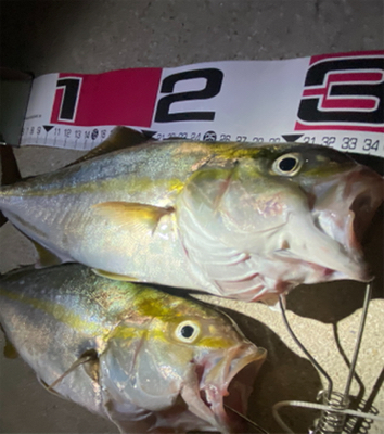 爆釣！まさかの青物