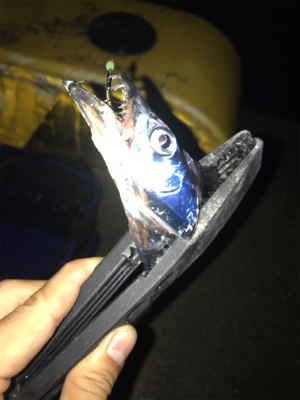 タチウオ！サイズが小さいです！（ ;  ; ）